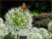 Allium stipitatum &#39;White Giant&#39; (pot 11 cm)