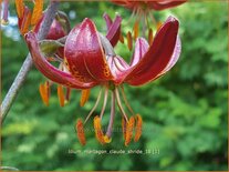 Lilium martagon &#39;Claude Shride&#39; (pot 11 cm)