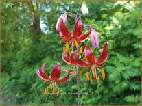Lilium martagon &#39;Claude Shride&#39; (pot 11 cm)