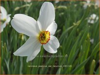 Narcissus poeticus &#39;Recurvus&#39;