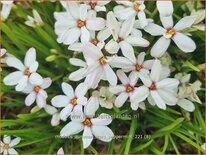 Rhodoxis &#39;Summer Stars Peppermint&#39;