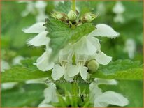Lamium album