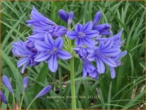 Agapanthus 'Brilliant Blue'