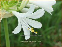 Agapanthus 'Ever White'
