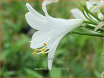 Agapanthus 'Ever White'