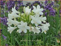 Agapanthus 'Ever White'