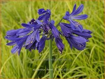 Agapanthus &#39;Flower of Love&#39;