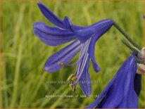 Agapanthus &#39;Flower of Love&#39;