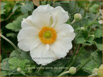 Anemone hybrida &#39;Géante des Blanches&#39;