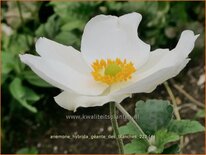 Anemone hybrida &#39;Géante des Blanches&#39;