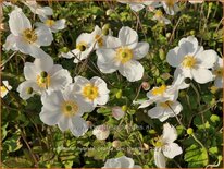 Anemone hybrida &#39;Géante des Blanches&#39;