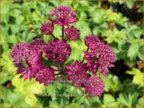 Astrantia major &#39;Diamonds Red&#39;