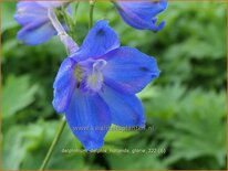 Delphinium &#39;Delphi&#39;s Hollands Glorie&#39; (pot 11 cm)