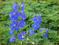 Delphinium &#39;Delphi&#39;s Hollands Glorie&#39; (pot 11 cm)