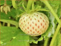 Fragaria ananassa &#39;Snow White&#39;