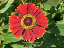 Helenium 'Serenade'