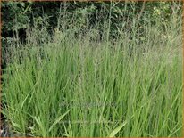 Molinia caerulea &#39;Jahreslauf&#39;