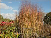 Panicum virgatum &#39;Apache Rose&#39;