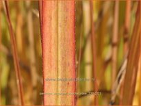 Panicum virgatum &#39;Apache Rose&#39;