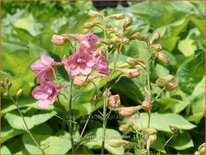 Delphinium ruysii 'Pink Sensation' (pot 11 cm)