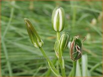Albuca humilis