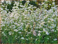 Aster 'Monte Cassino'