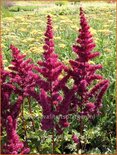 Astilbe 'Vision Vulcano'