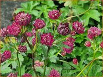 Astrantia major &#39;Sparkling Stars Red&#39;