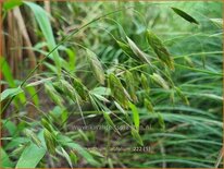Chasmanthium latifolium