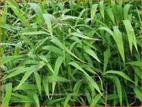 Chasmanthium latifolium