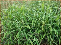 Chasmanthium latifolium