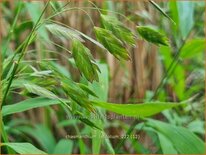 Chasmanthium latifolium