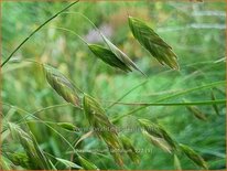 Chasmanthium latifolium
