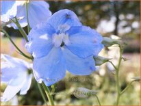 Delphinium &#39;Ballkleid&#39; (pot 11 cm)