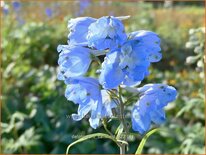Delphinium &#39;Ballkleid&#39; (pot 11 cm)