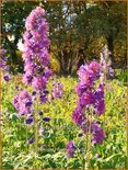 Delphinium 'Flamenco' (pot 11 cm)