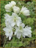 Delphinium &#39;Moonbeam&#39; (pot 11 cm)
