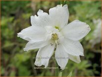 Delphinium &#39;Moonbeam&#39; (pot 11 cm)