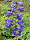 Delphinium 'Yellow Pearl' (pot 11 cm)