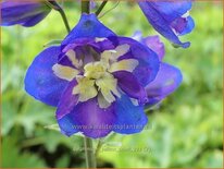 Delphinium 'Yellow Pearl' (pot 11 cm)