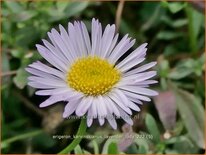 Erigeron karvinskianus &#39;Lavender Lady&#39;