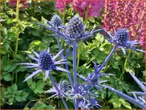 Eryngium 'Lapis Blue'