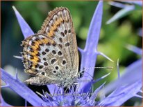Eryngium 'Lapis Blue'