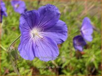 Geranium 'Orion'