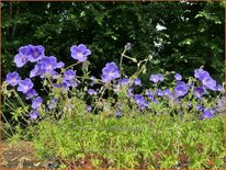 Geranium 'Orion'