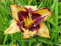 Hemerocallis 'Open My Eyes'
