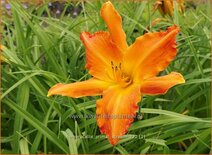 Hemerocallis 'Primal Scream'