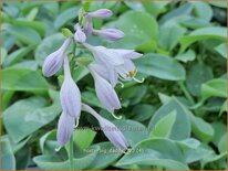 Hosta 'Big Daddy'