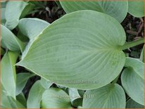 Hosta 'Jurassic Park'