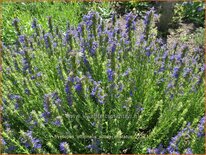 Hyssopus officinalis subsp. aristatus